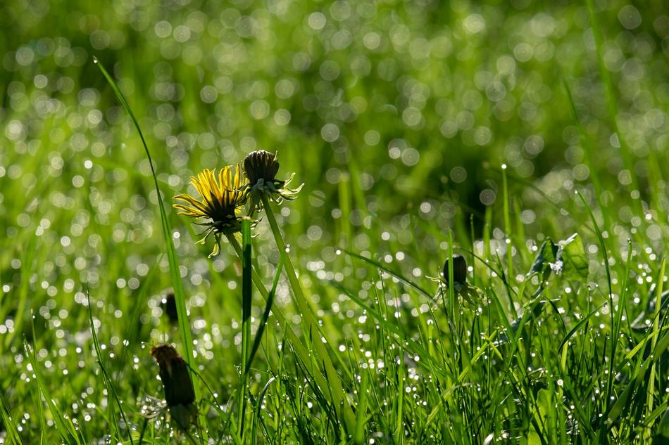dandelions grass is green