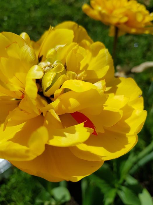 Nature Flower Flora