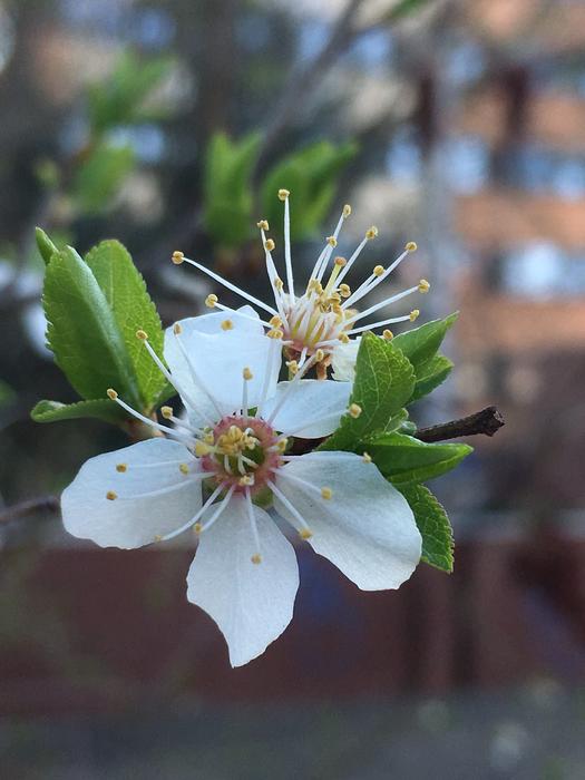 Flower Nature Plant