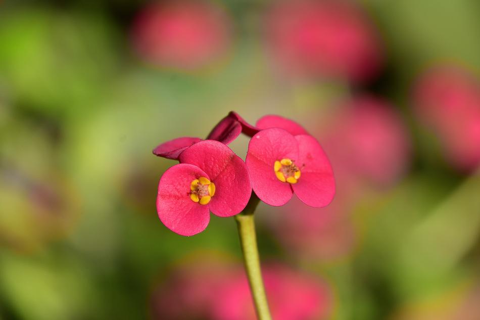 Flower Garden Plant