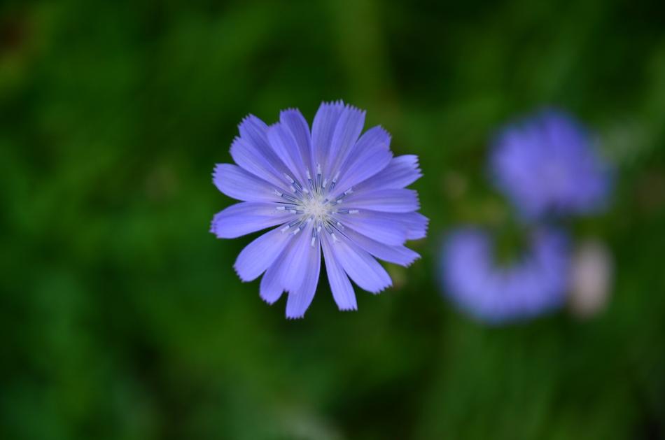 Flower Grass Summer