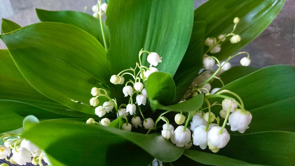 white bells in a bouquet