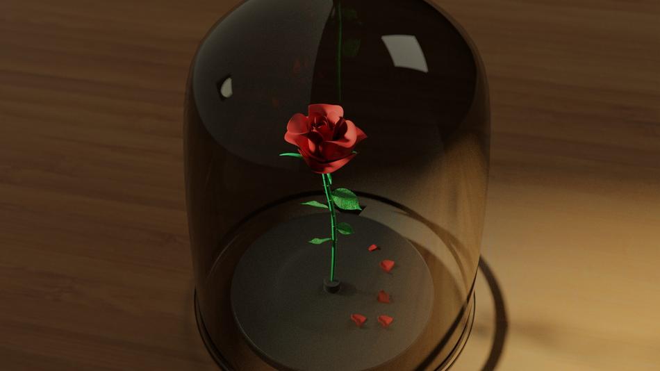 rose flower nature plant petal