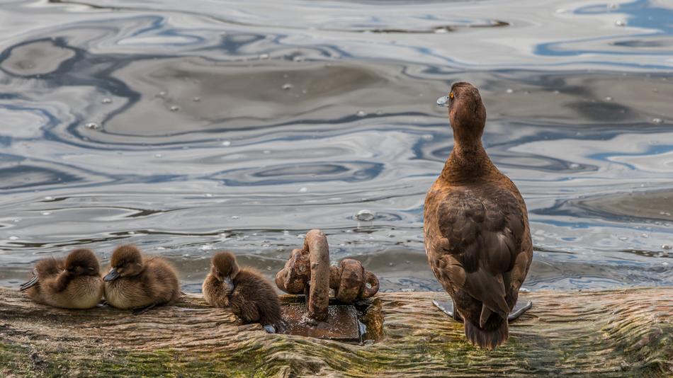 Duck Chicks Nature