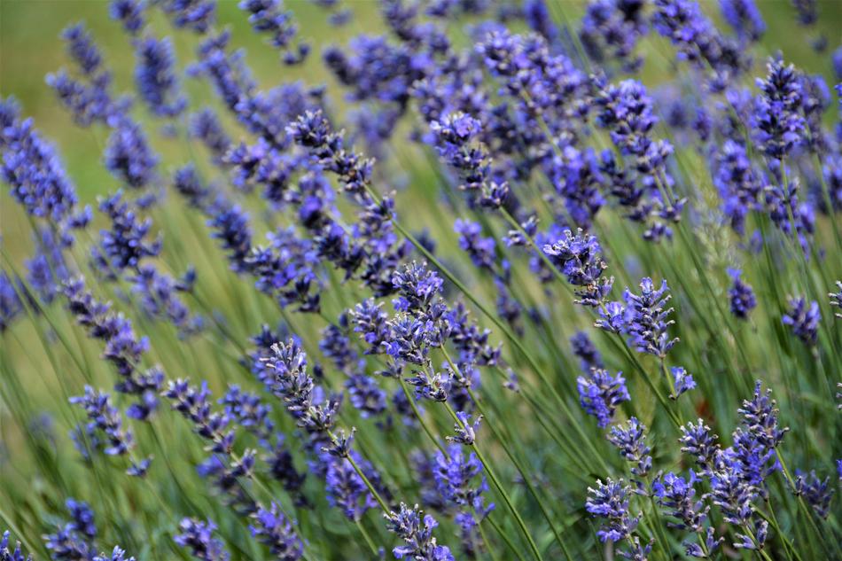 Flower Nature Lavender