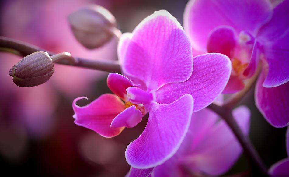 orchid gorgeous pink