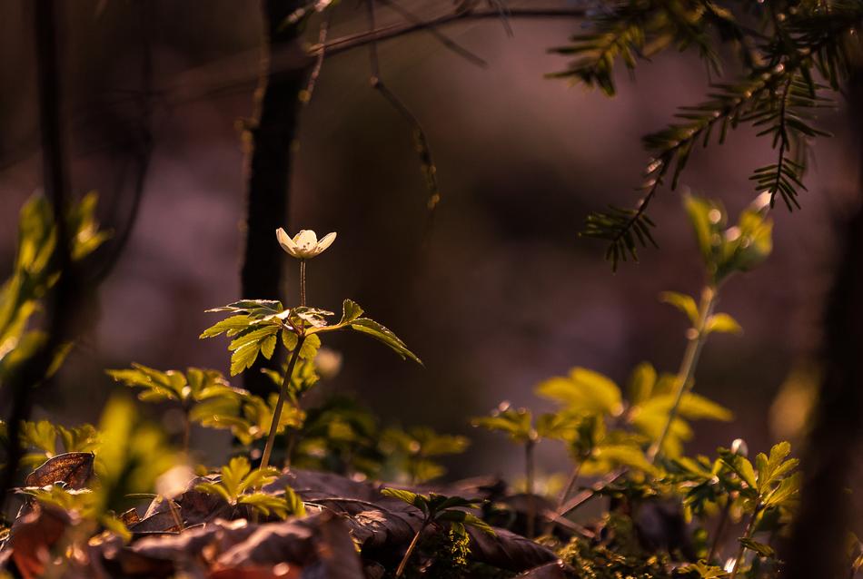 Leaf Nature Tree