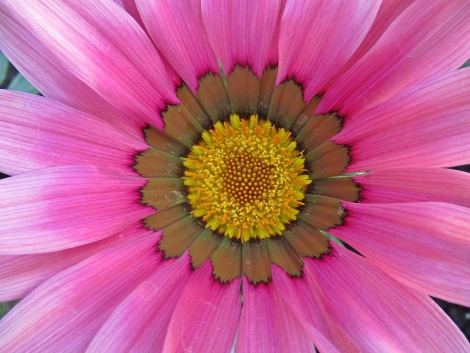 Flower Nature Plant