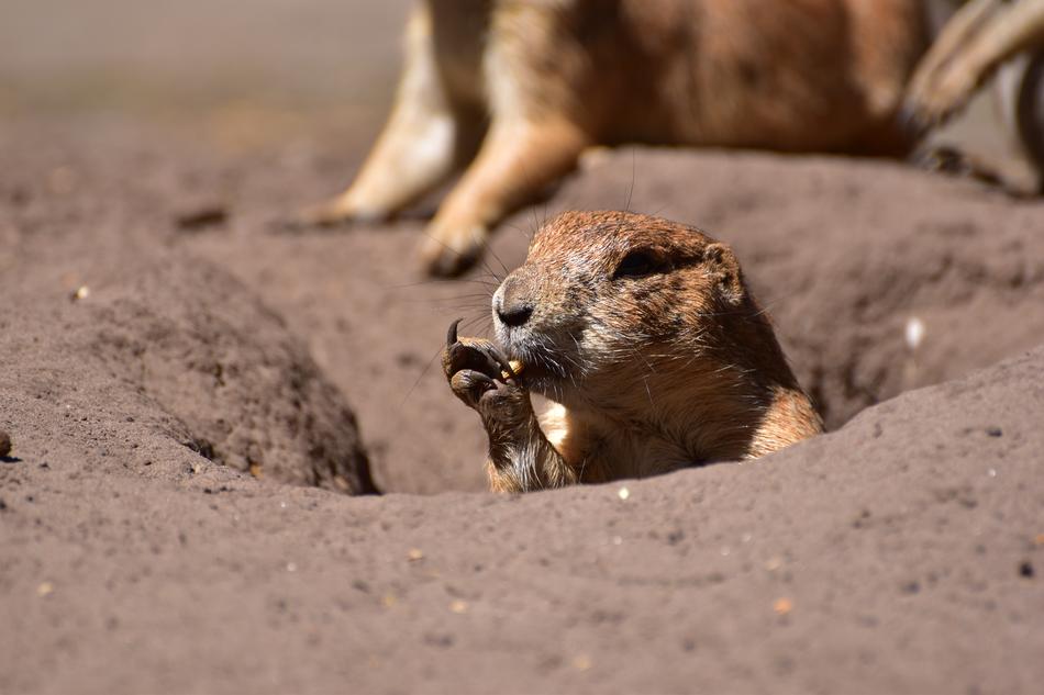Prairie Dog Eat Young Animal