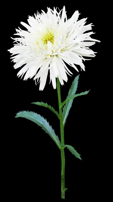Shasta Daisy Flower Stem