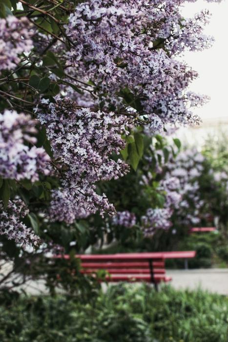 Lilac Flowers Spring