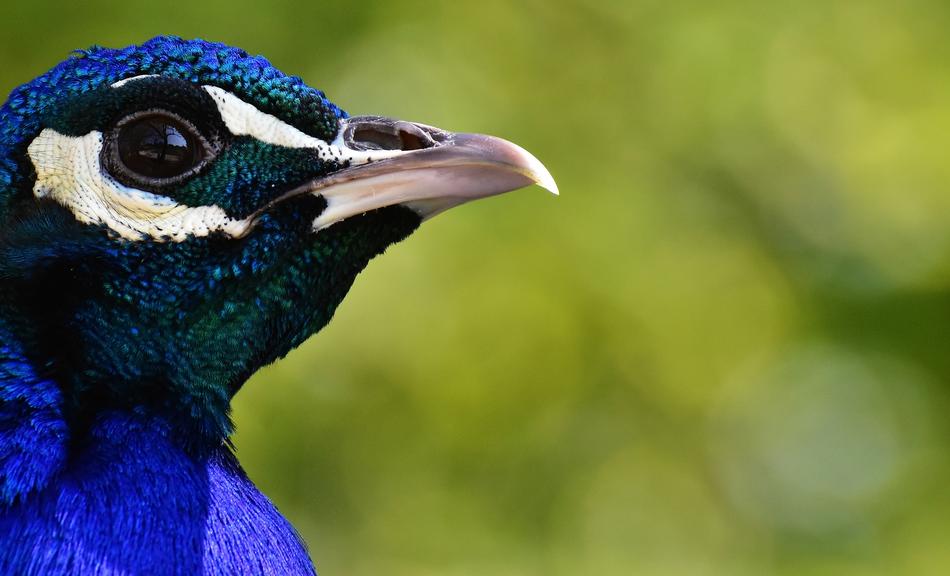 Beautiful blue peacock