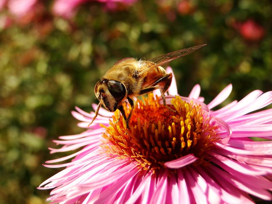 Nature Insect Flower