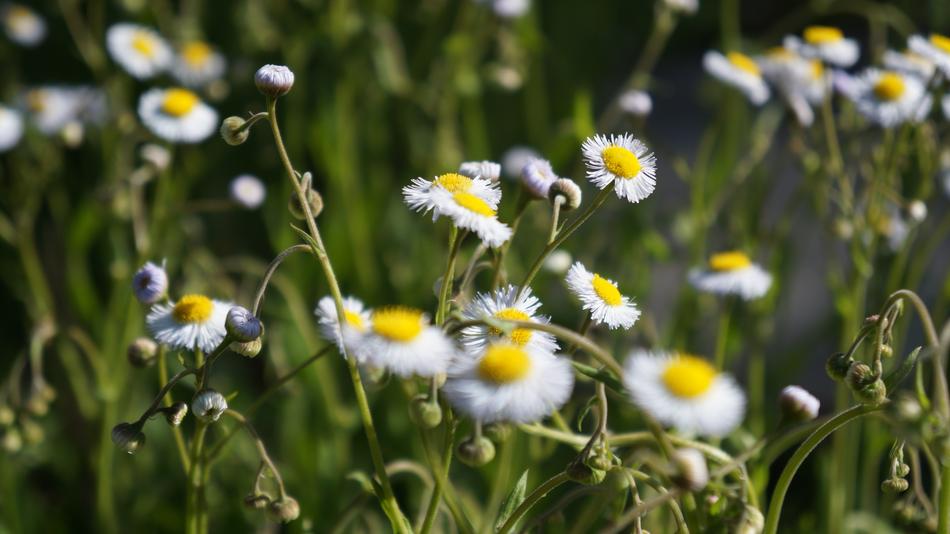 Nature Flora Flower
