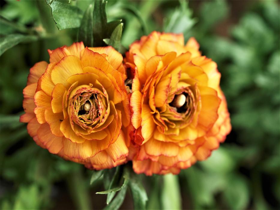 Nature Flower Flora