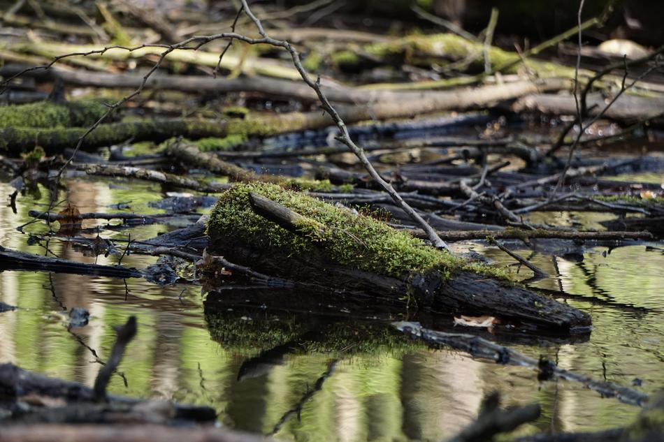 Moss Waters Nature