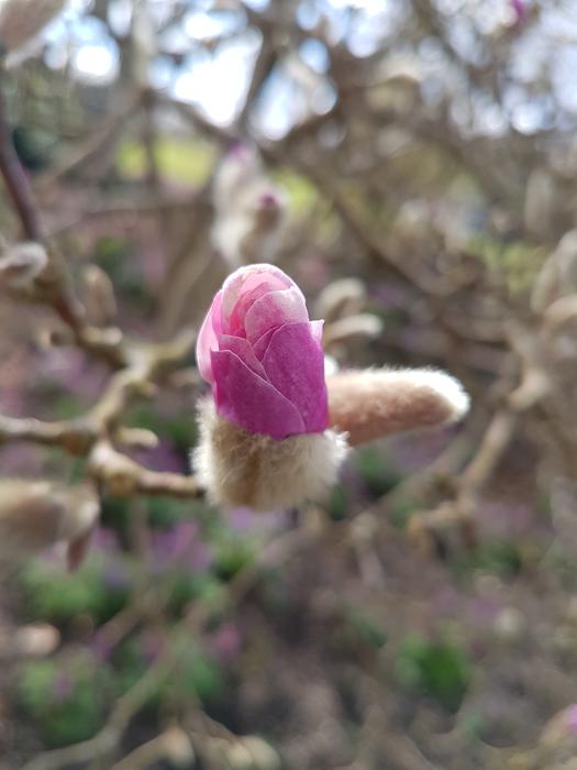 Flower Nature Plant