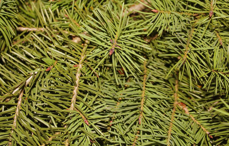 thorny green tree branches