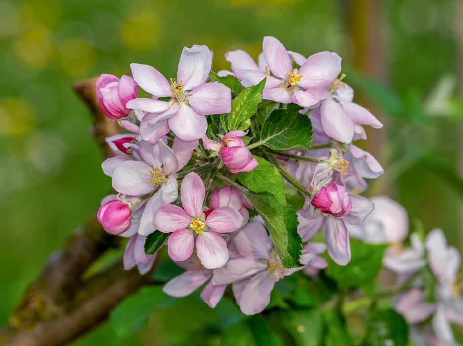branch of a beautiful fragrant flower