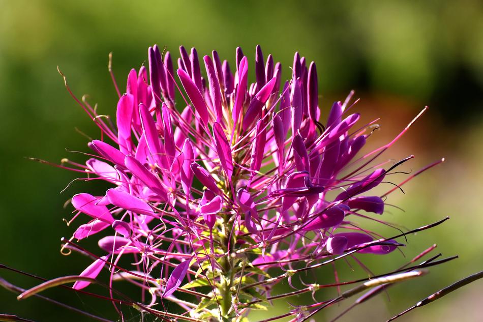 Spider Flower Cleome Hassleriana