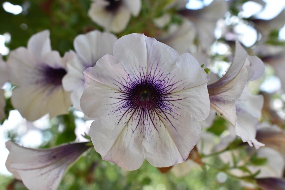Flower Purple White