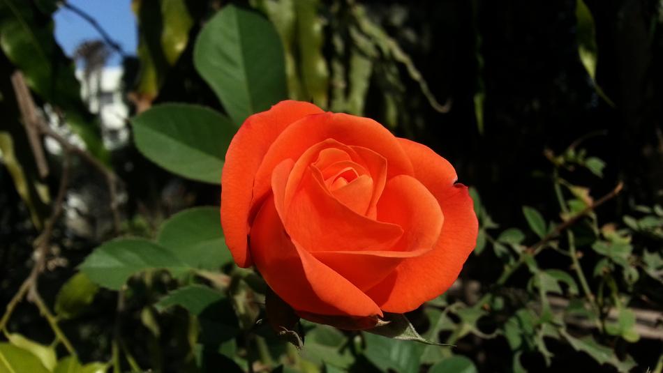Rose Red