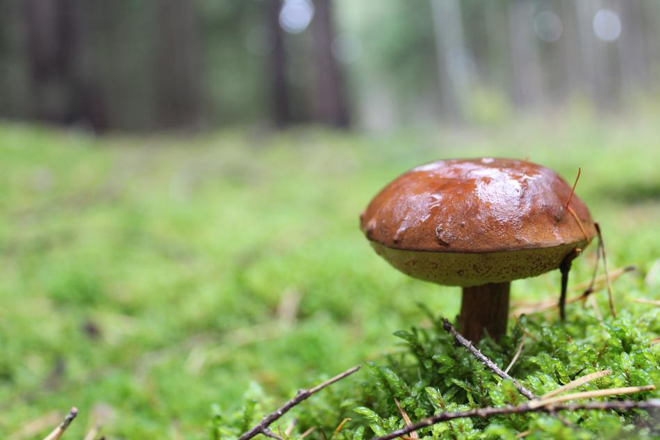 Mushroom Forest Moss