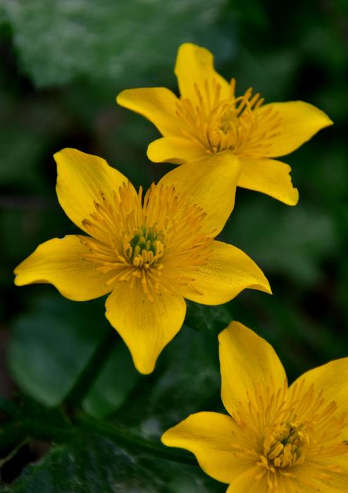 Nature Plant At The Court Of