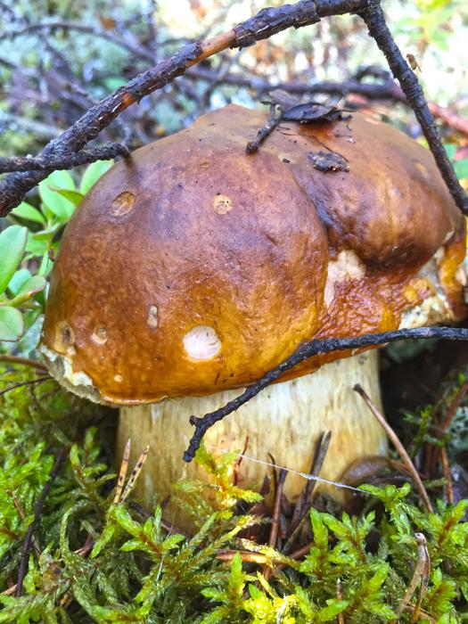 Mushroom Forest Forests