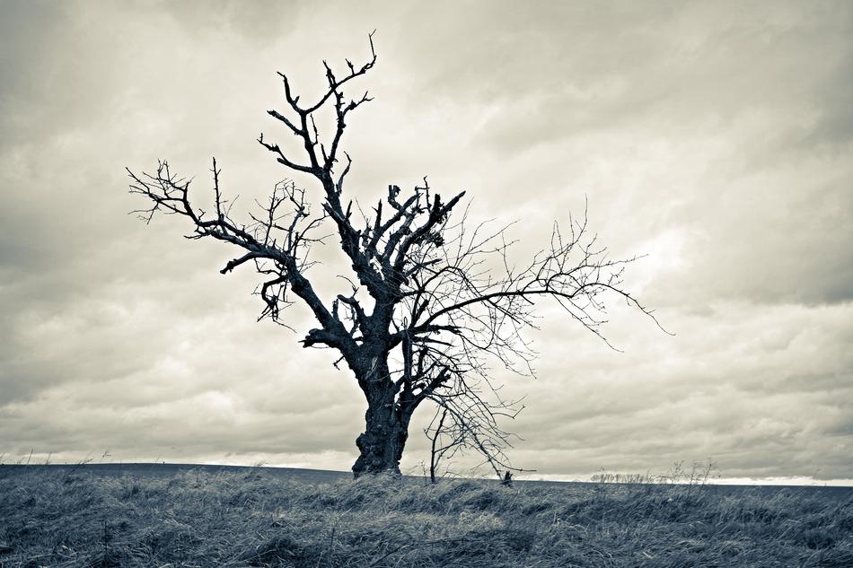 Tree Dried Lonely