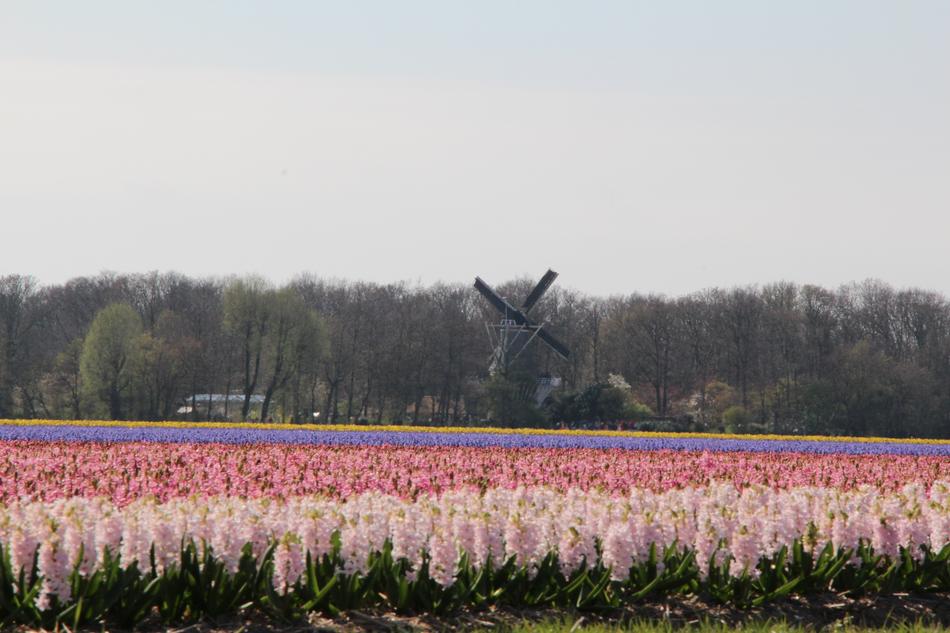 Nature Landscape Flower