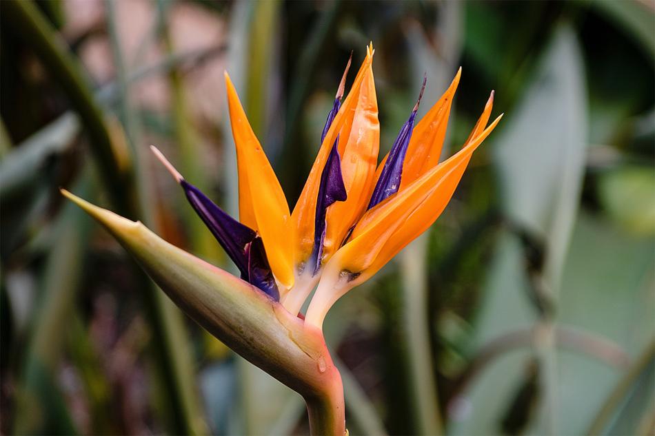 Natural Plant No Person