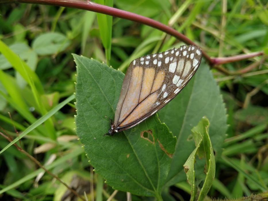 Rhopalocera Nature Insect
