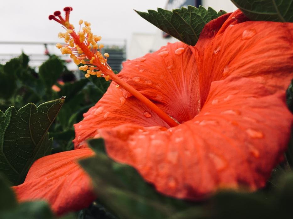Leaf Flower Nature
