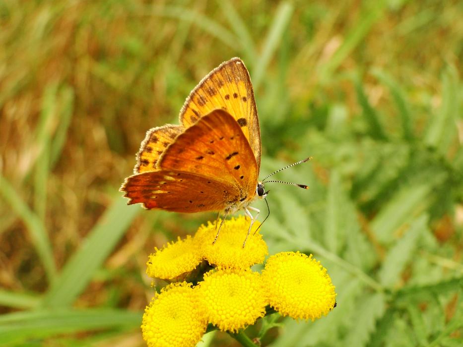 Nature Butterfly Day Insect