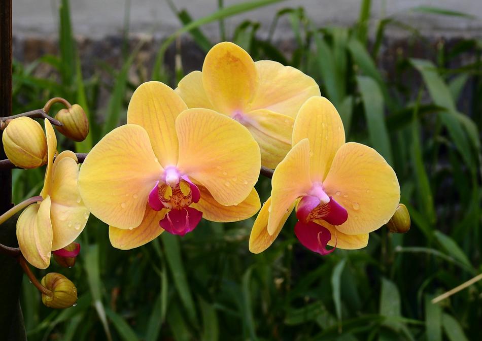 Orchids Flowers