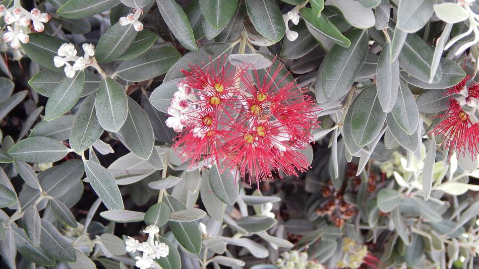 Nature Flower Flora
