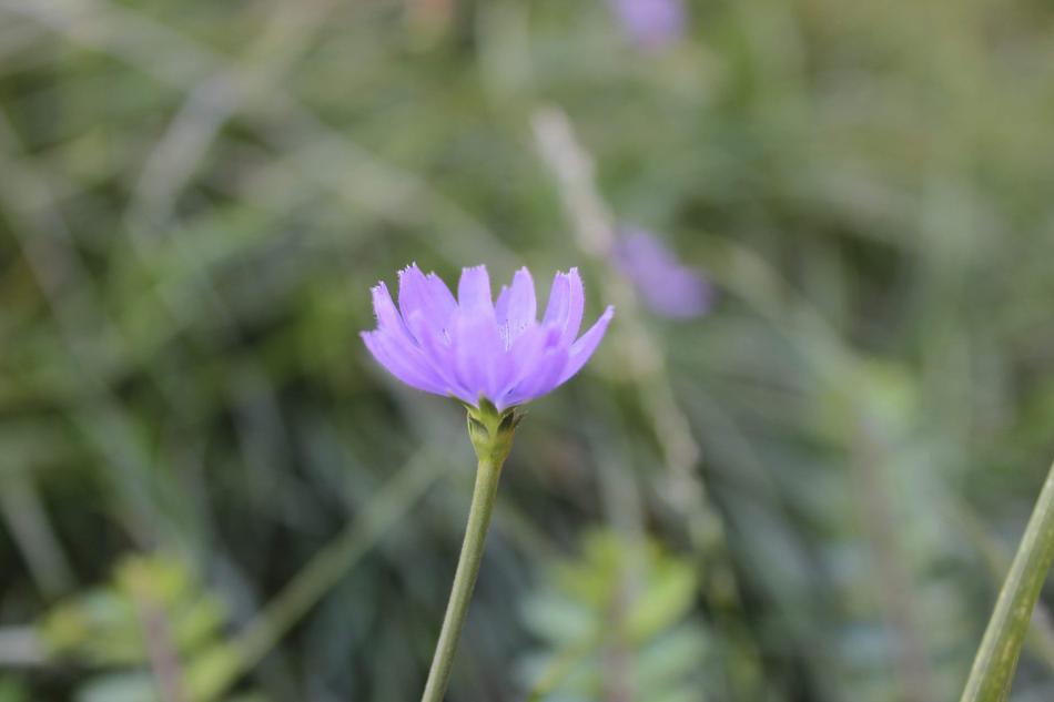 Nature Plant Summer