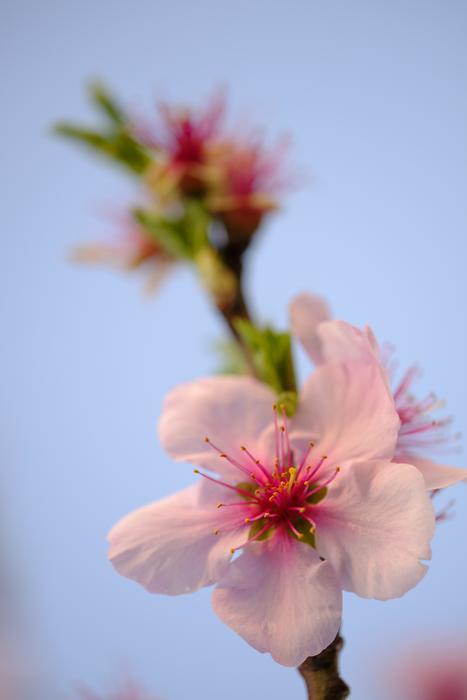 Flower Blossom Bloom Almond