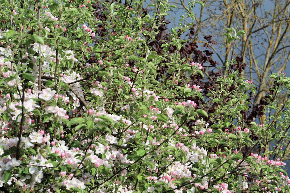 Flower Plant Tree