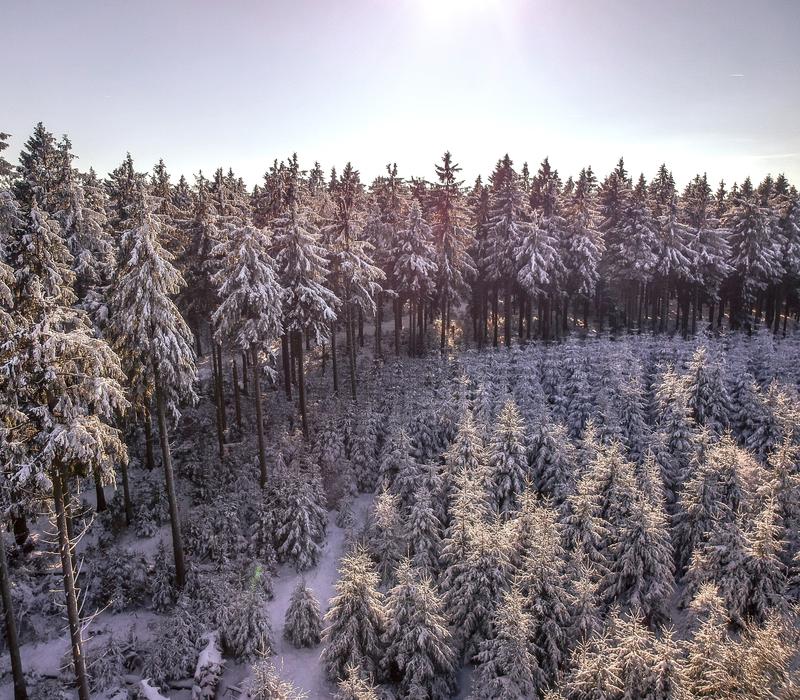 Snow Winter Wood
