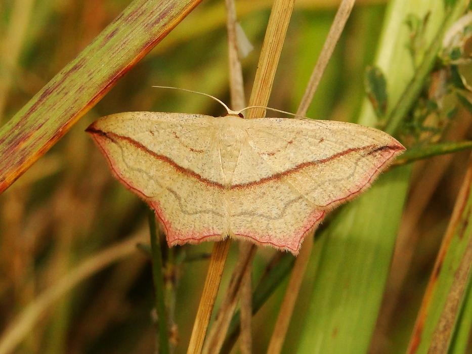 a dry leaf in the grass