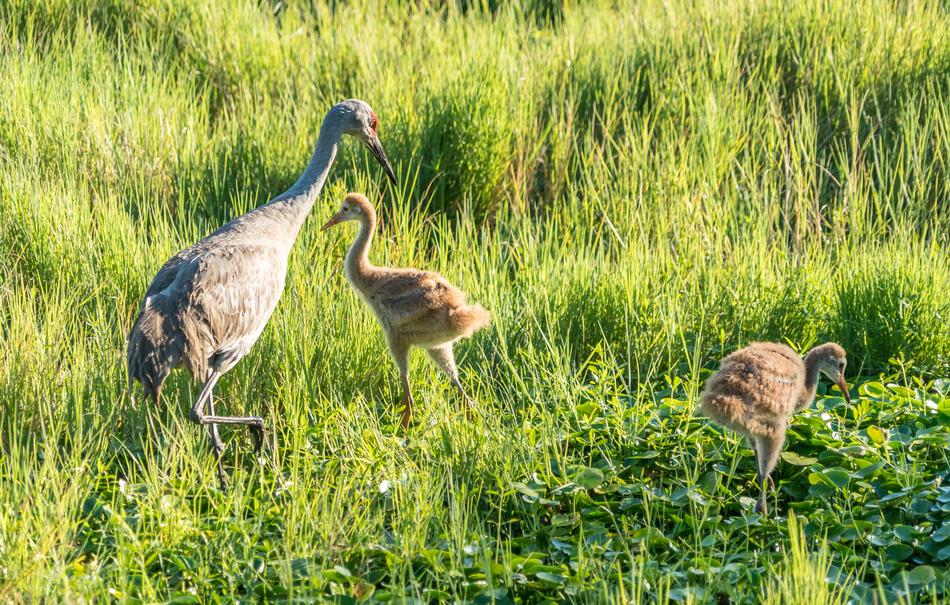 Endangered Sand Hill Cranes Mother