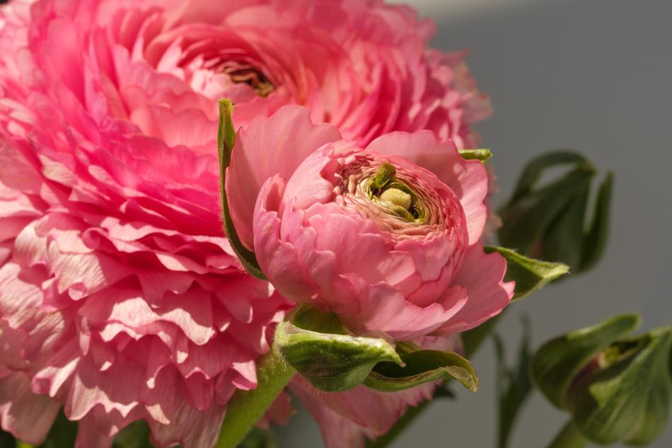 Buttercup Ranunculus Blossom