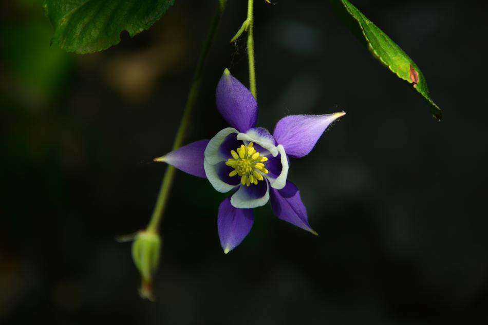 one purple flower in the grass