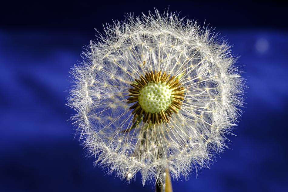 Dandelion Blossom Bloom