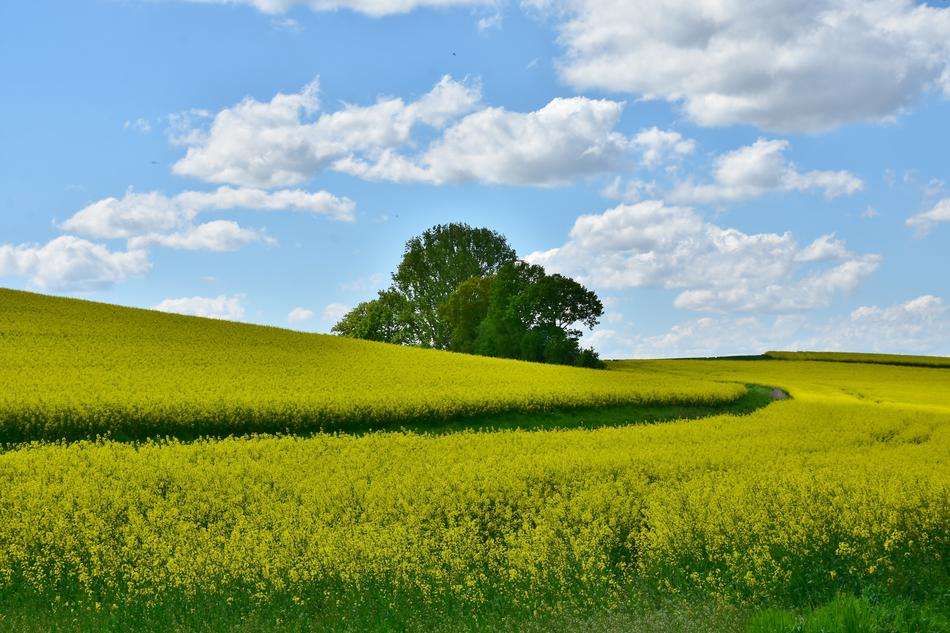 Agriculture Field Landscape