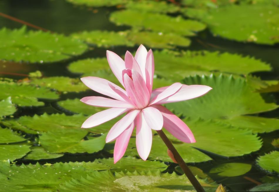 Pool Nature Flora