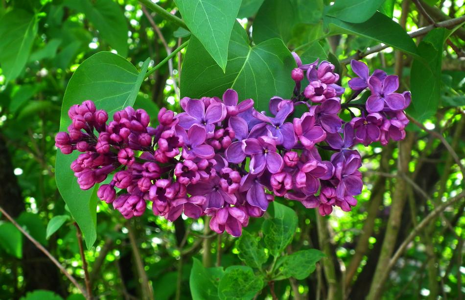 Nature Plant Flower