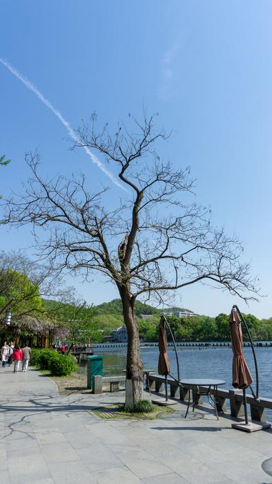 Tree Nature Waters